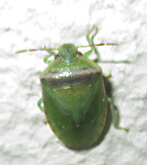 Piezodorus purus