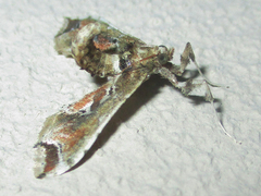 Leucinodes laisalis