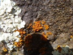 Teloschistes velifer