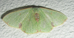 Celidomphax quadrimacula