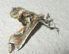 Leucinodes laisalis