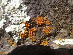 Teloschistes velifer