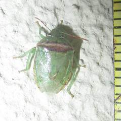 Piezodorus purus