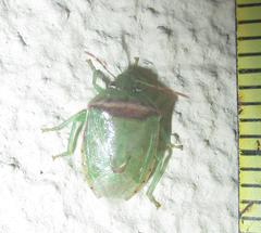 Piezodorus purus