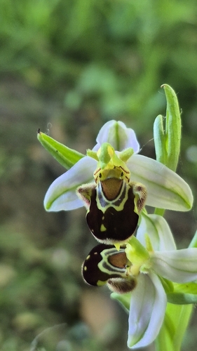 Bee Orchid