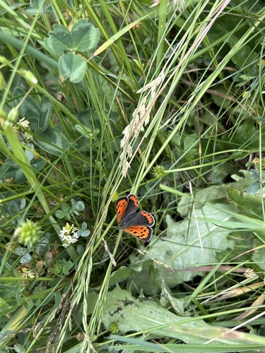 Small Copper