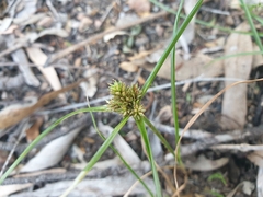 Cyperus aggregatus