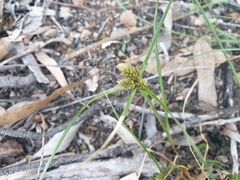 Cyperus aggregatus