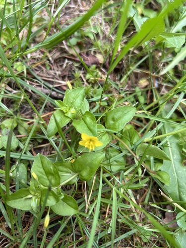 Yellow Pimpernel