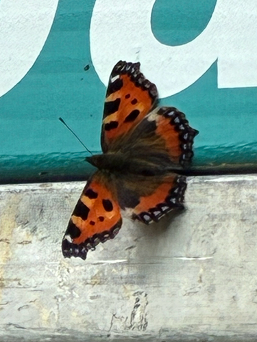 Small Tortoiseshell