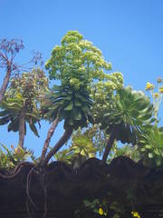 Aeonium urbicum image