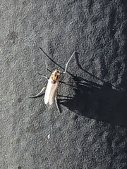 Cricotopus sylvestris