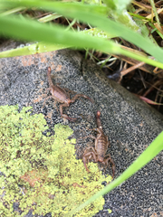 Serradigitus gertschi