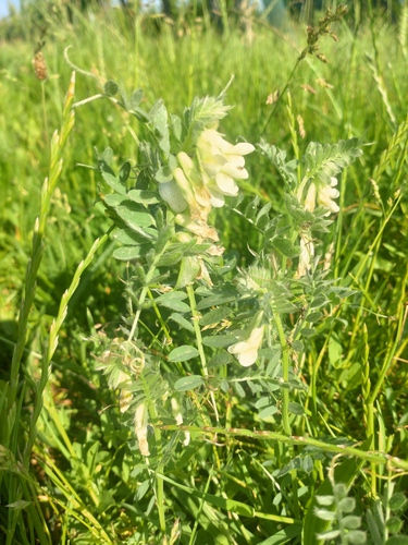 Vicia pannonica, photograph 6