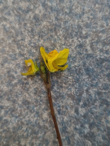 Utricularia vulgaris L. 4