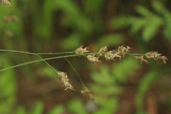 Poa subfastigiata