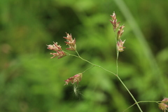 Poa subfastigiata