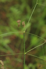 Poa subfastigiata