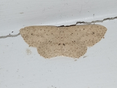 Cyclophora turneri