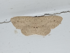 Cyclophora turneri