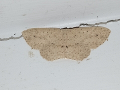 Cyclophora turneri