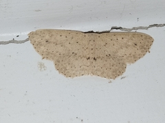 Cyclophora turneri