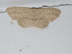 Cyclophora turneri