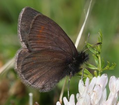 Erebia pharte