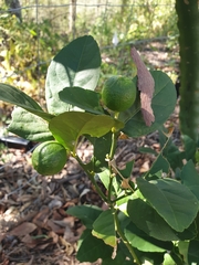 Citrus × latifolia
