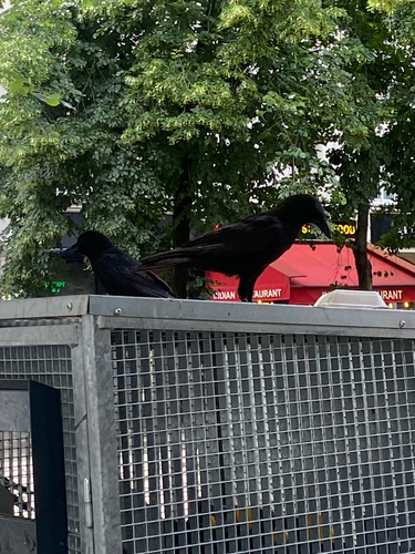 Carrion Crow