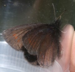 Erebia pharte