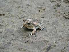 Tomopterna cryptotis