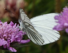 Pieris bryoniae