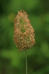Alopecurus brachystachyus