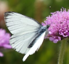 Pieris bryoniae