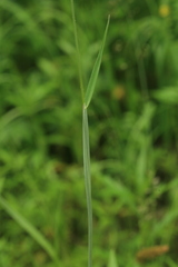 Alopecurus brachystachyus