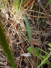 Pisaura mirabilis