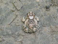 Tomopterna cryptotis