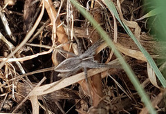 Pisaura mirabilis