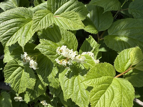 Viburnum koreanum iNat (3)
