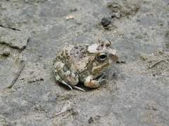 Tomopterna cryptotis