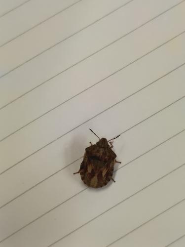 Tortoise Bug