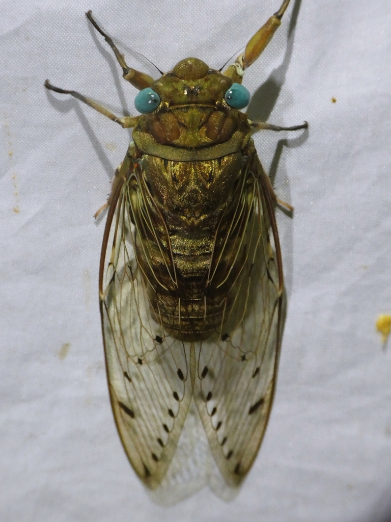 Platylomia