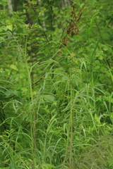 Sanguisorba parviflora