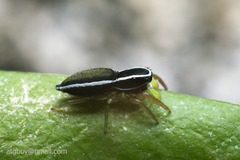 Dendroicius hotaruae