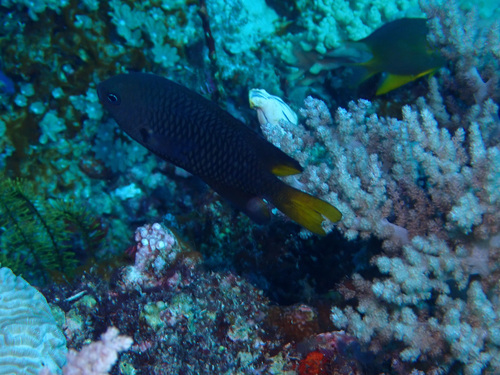 Pomacentrus philippinus observed 2026-05-09