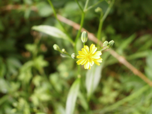 nipplewort