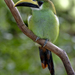 Emerald Toucanet - Photo (c) Brian Gratwicke, some rights reserved (CC BY)