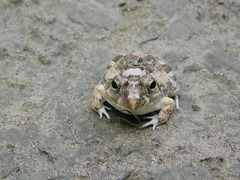 Tomopterna cryptotis