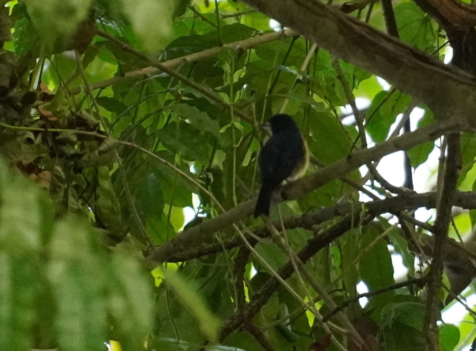 Mangrove Blue Flycatcher (Cyornis rufigastra), photo 3